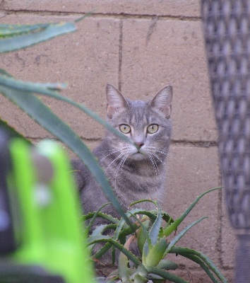Behind_Aloe