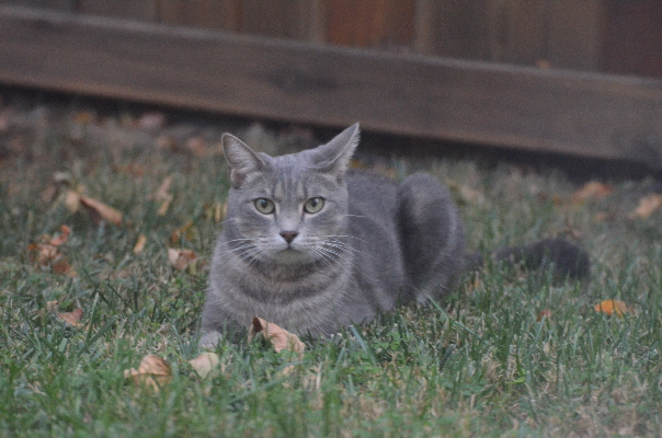 cat-pic