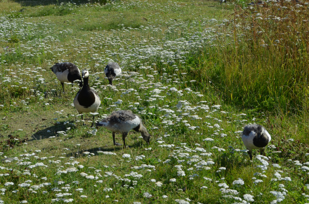 Geese_Suomenlinna