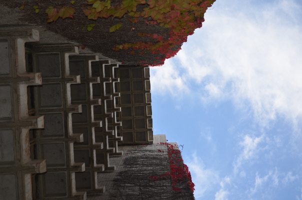 concrete_jungle_ivy2