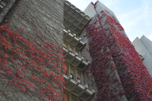 concrete_jungle_ivy3